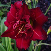 Screaming Scarlet Daylily